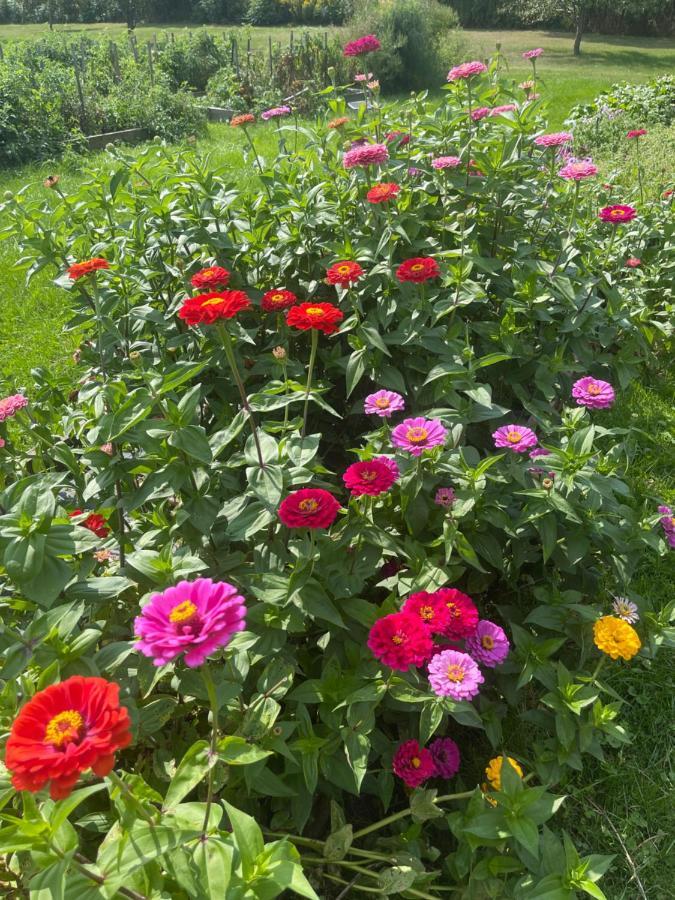 North Hero Dodds Brick House Bed & Breakfast المظهر الخارجي الصورة